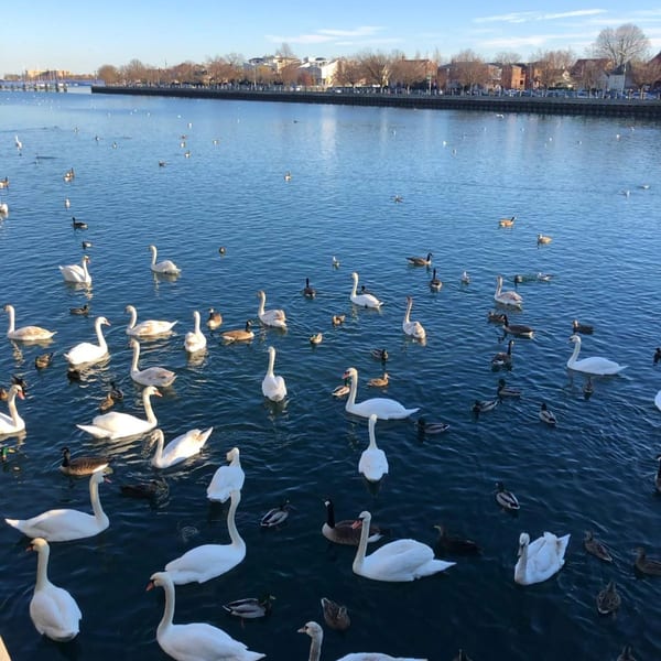 Numerous swans and ducks swim on a calm blue body of water with buildings and trees in the background.